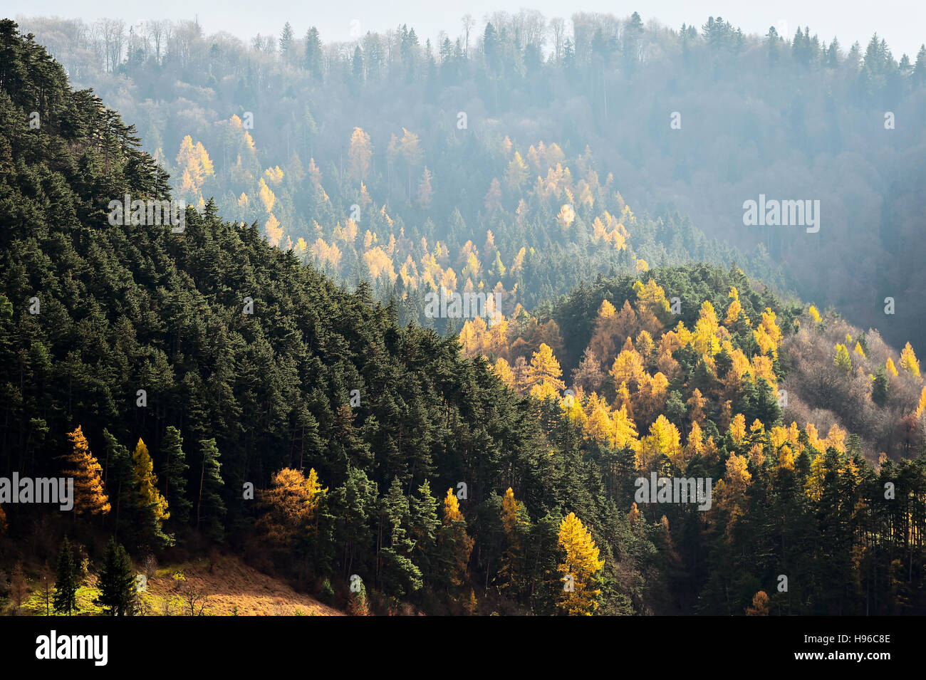 Der Kontrast zwischen Lärchen und Kiefern in Herbstsaison Stockfoto