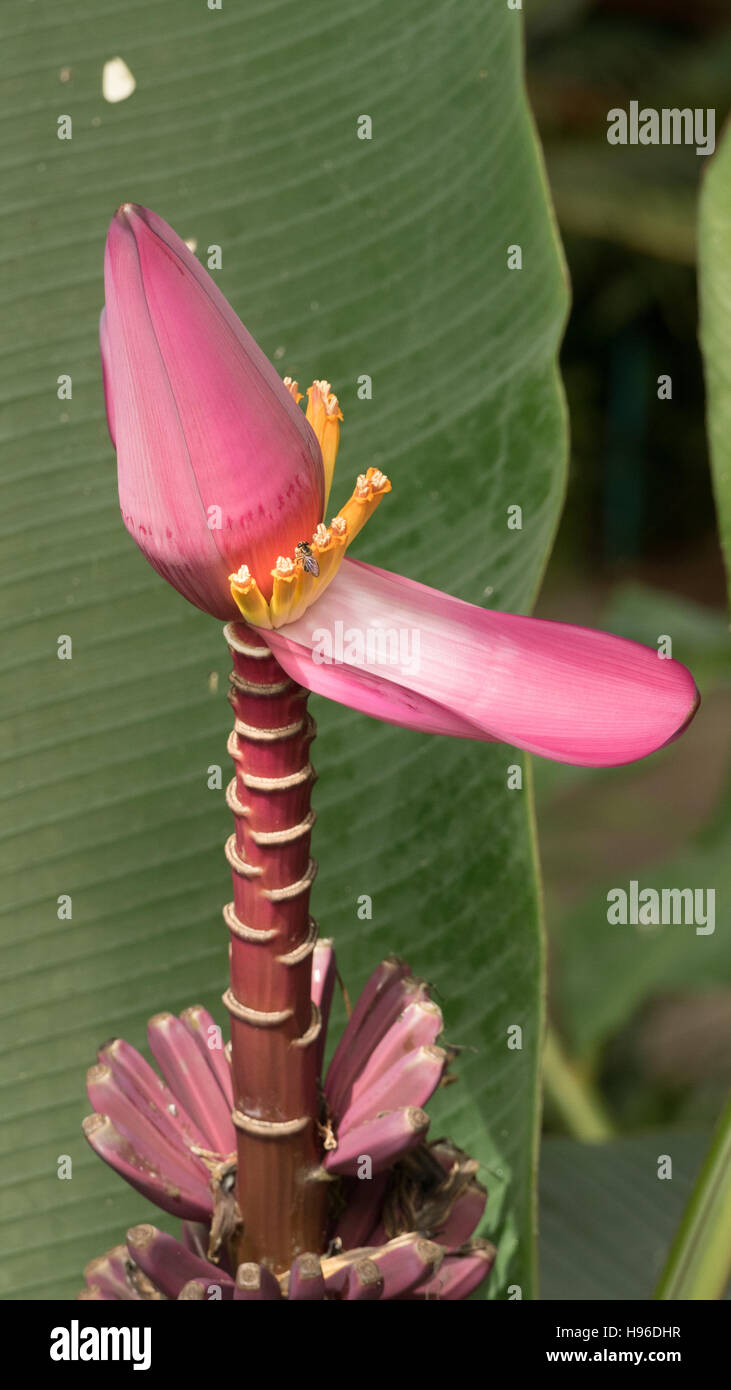 Blüte rosa Banane Blüte Blume Stockfoto