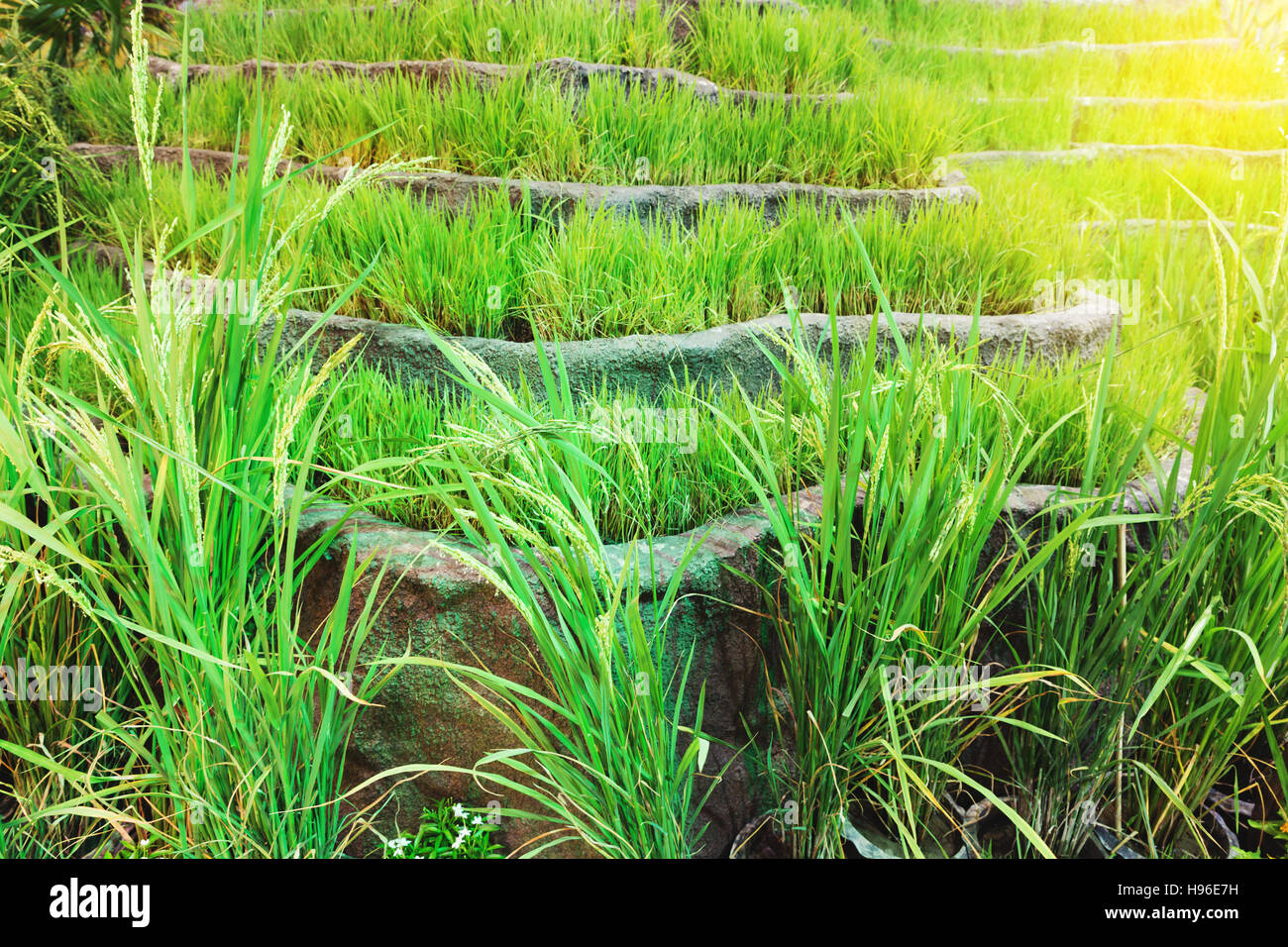 Reisfeld grüne Terrassen Reis, Reis-Plantage Stockfoto