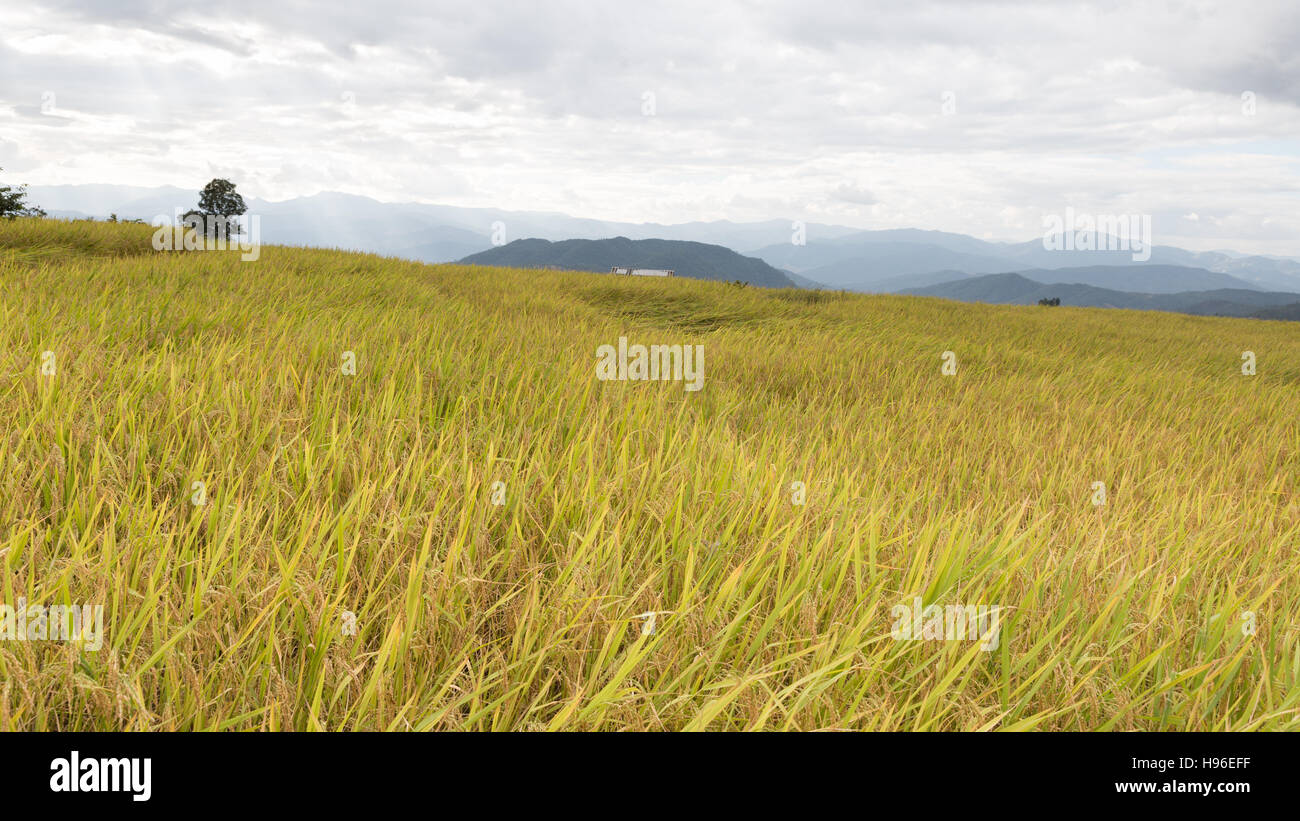 gelber Reis Terrassen Reisfeld im ländlichen thailand Stockfoto