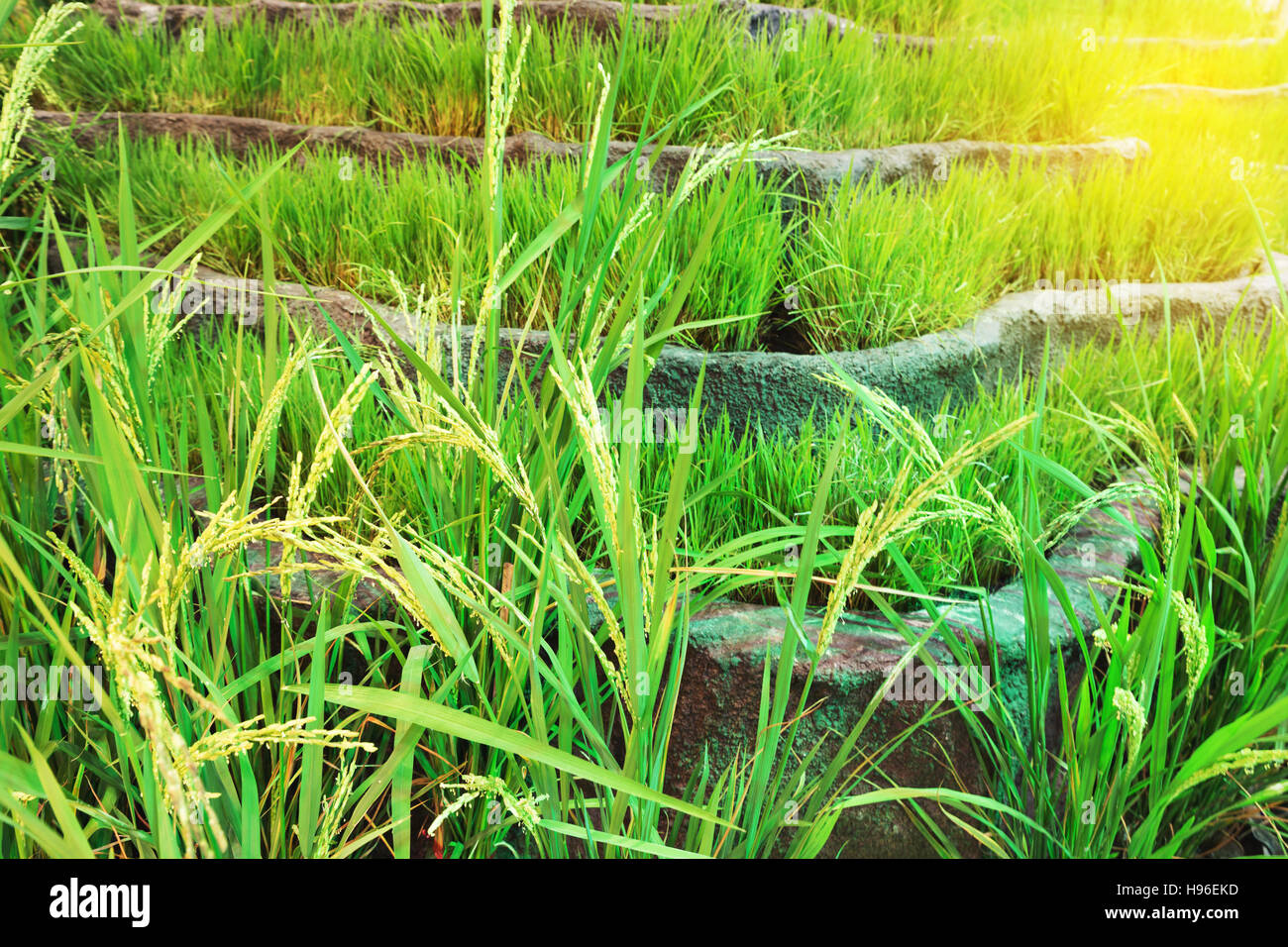 Reisfeld grüne Terrassen Reis, Reis-Plantage Stockfoto