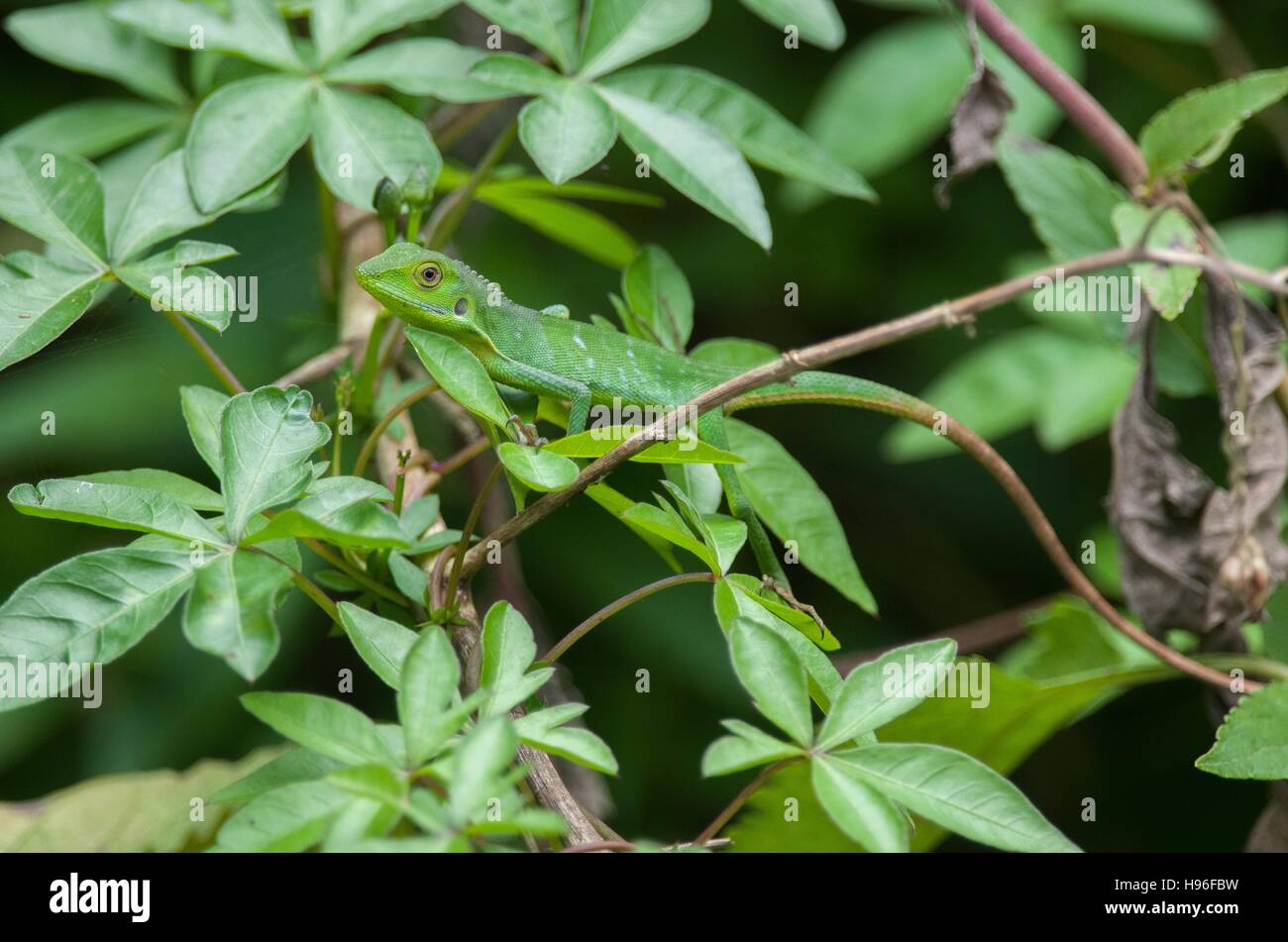 Leuchtend grüne Eidechse getarnt unter Blätter und Zweige in einer tropischen Bergwald in Berastagi, Sumatra, Indonesien Stockfoto