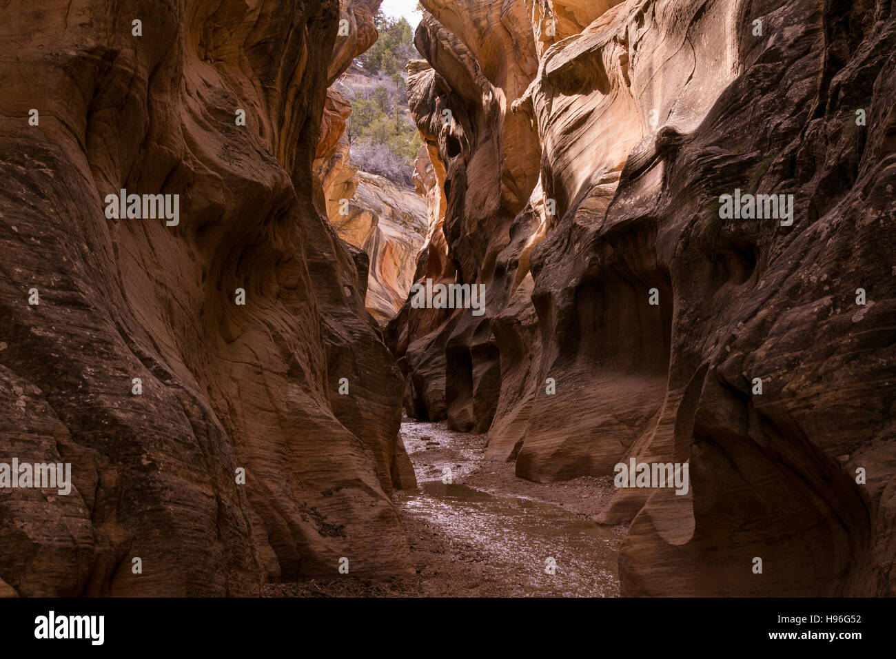 Schluchten in Willis Creek im Grand Staircase-Escalante National Park im Süden von Utah. Stockfoto