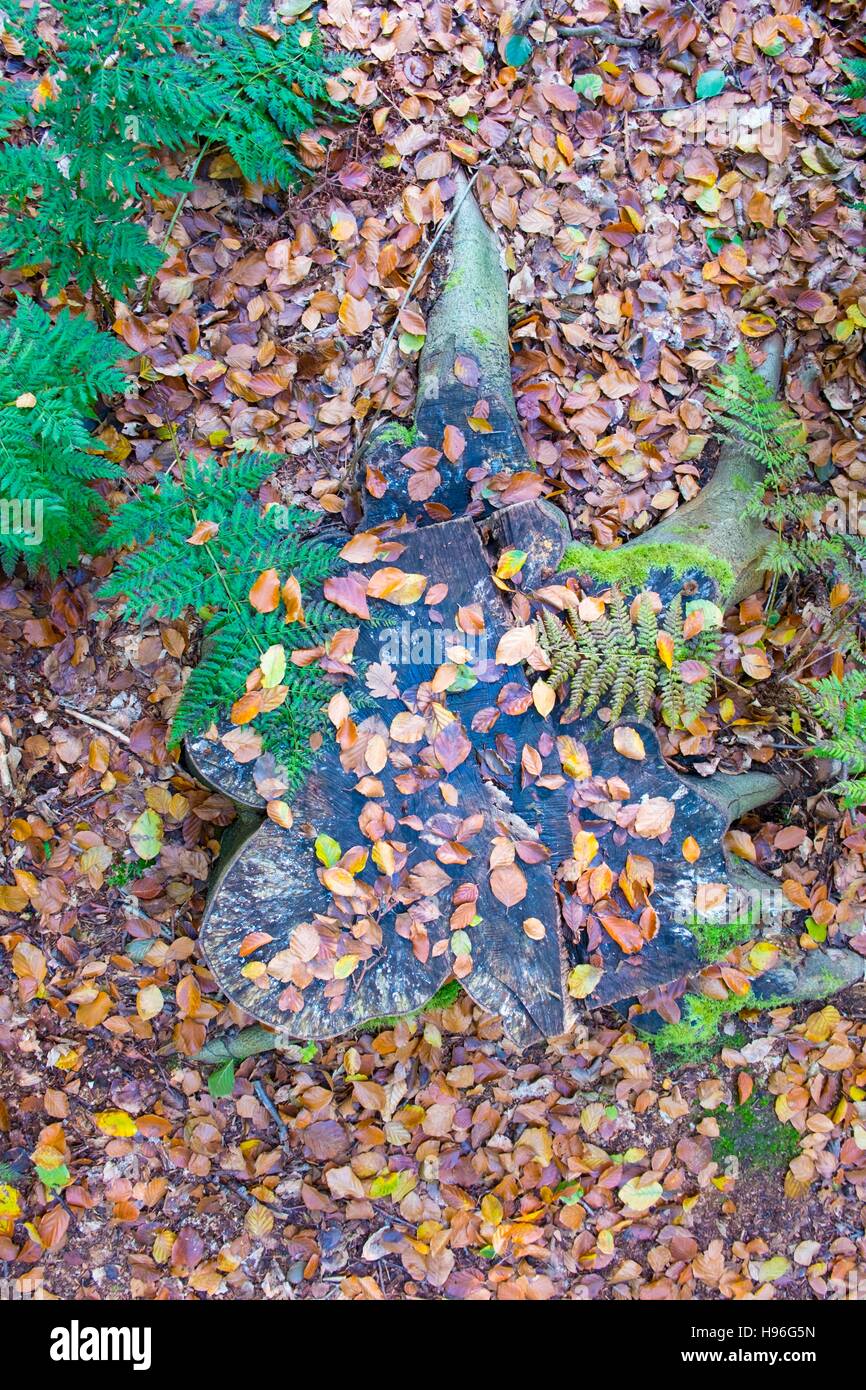 Baumstumpf mit Laub und Bracken, Norfolk, England, Oktober. Stockfoto