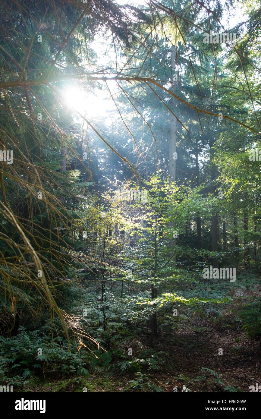 Schattigen Wald mit Sonnenlicht durchströmen. Stockfoto