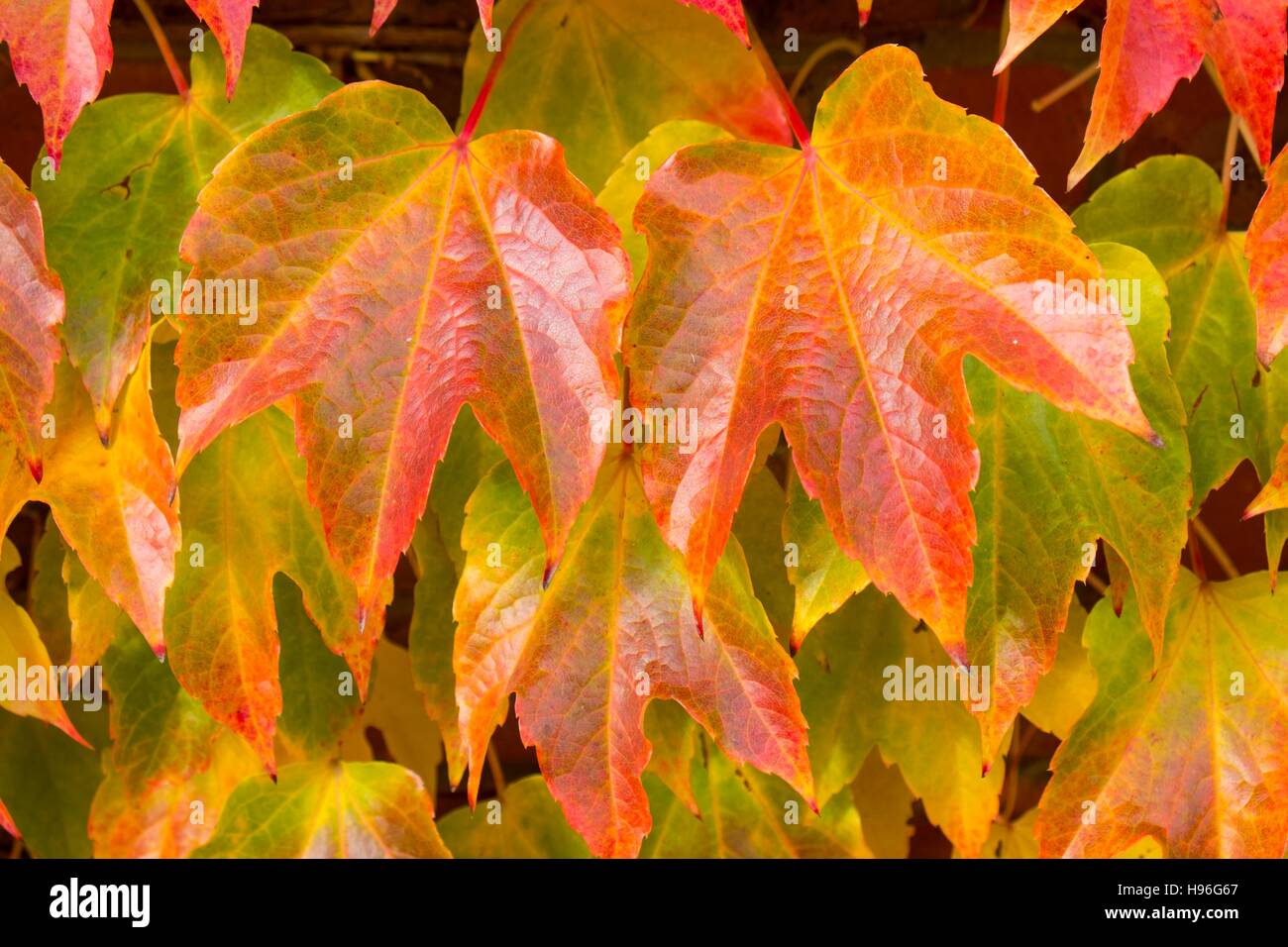 Boston-Efeu, Parthenocissus Tricuspidata mit Blätter drehen. Stockfoto