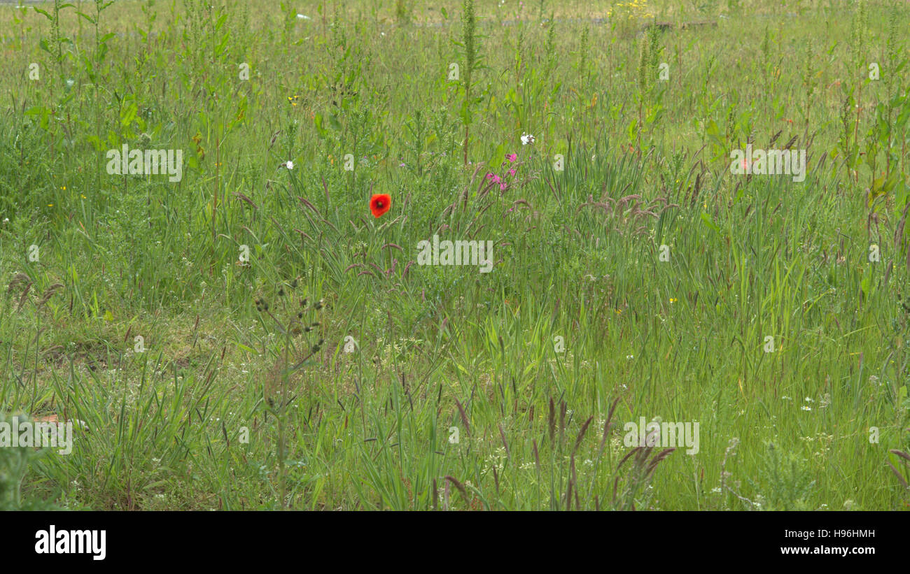 Schottische Wilde Wiese einzelne Mohn Blume Hintergrund Gräser und Unkraut Stockfoto