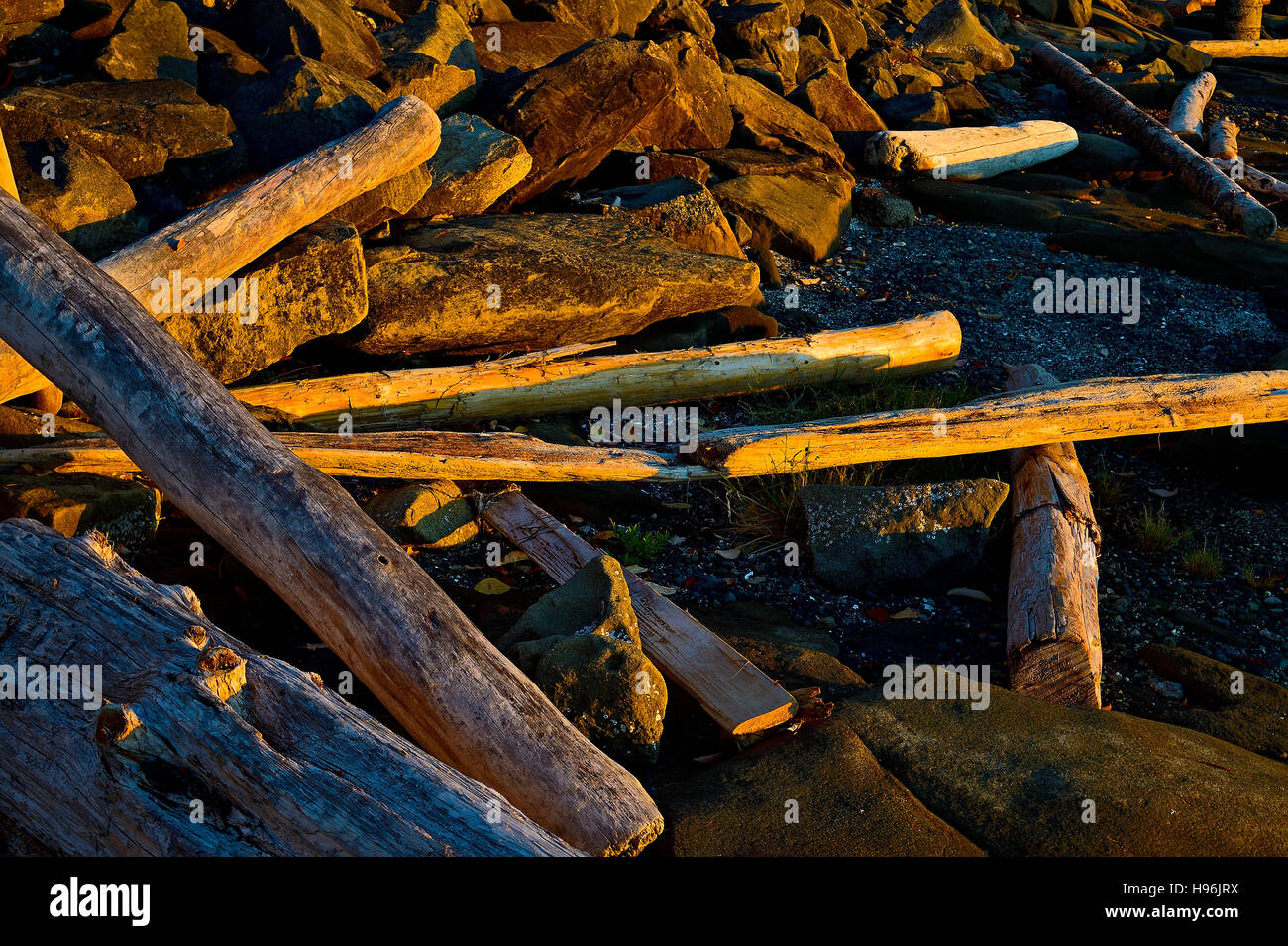 Drift Holzscheite gegen einen Felsvorsprung auf Vancouver Island Strand verstreut Stockfoto