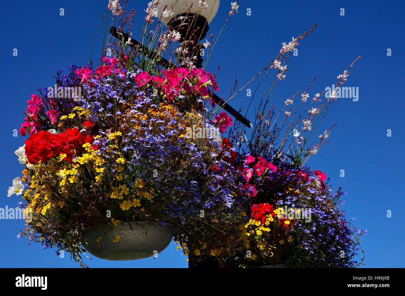 Töpfe mit hübschen Sommerblumen gefüllt Stockfoto