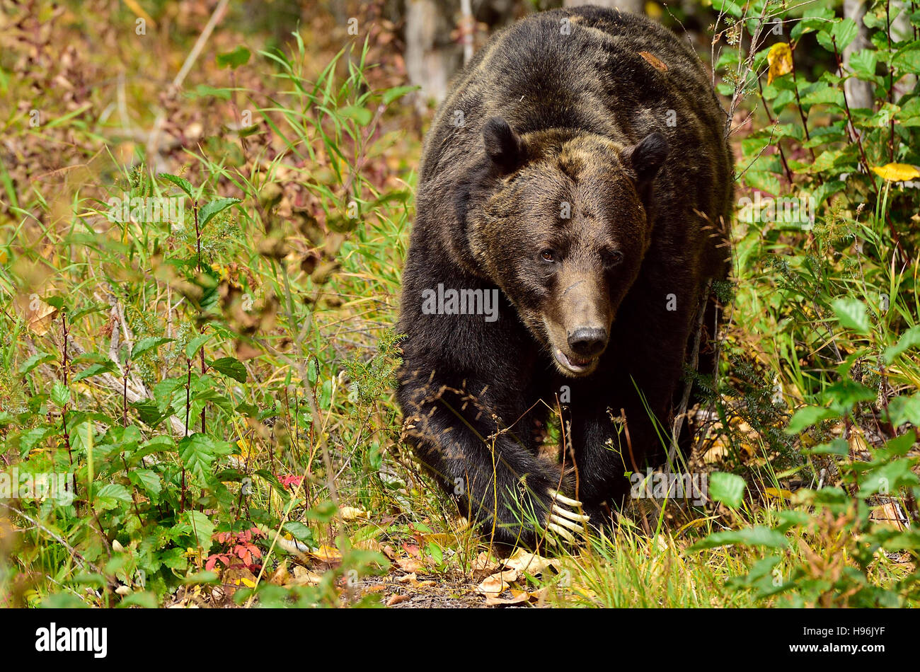 Ein Erwachsener Grizzly Bär Ursus Arctos; zu Fuß nach vorne durch den Herbst farbigen Blätter. Stockfoto