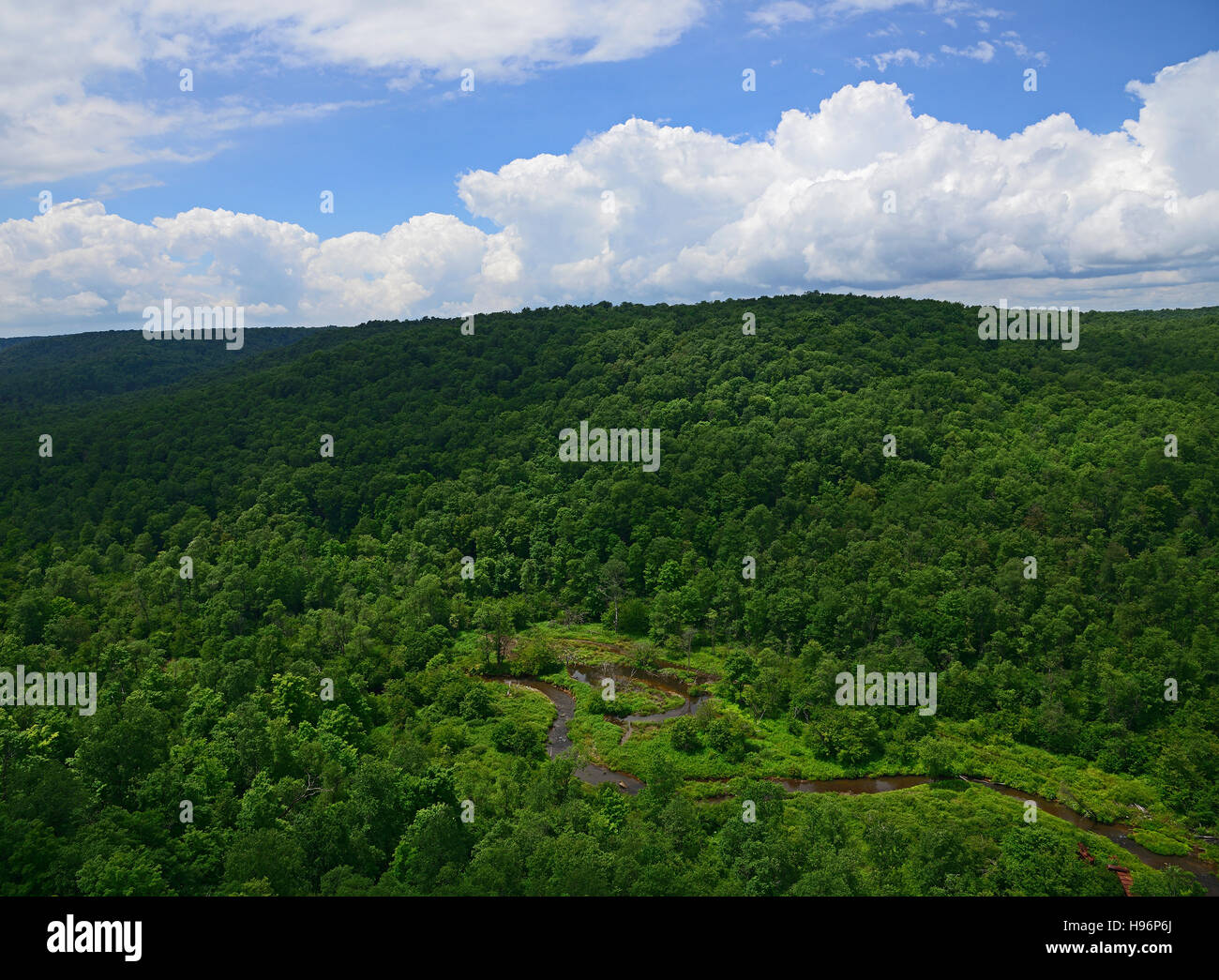 USA, Pennsylvania, Allegheny National Forest mit schmalen, stream Stockfoto
