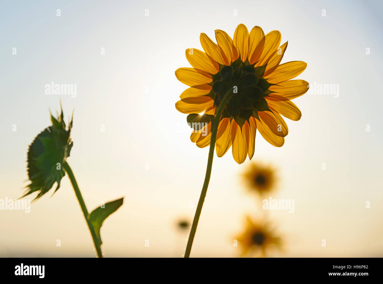 Gemeinsamen Sonnenblumen im Roxborough State Park Stockfoto