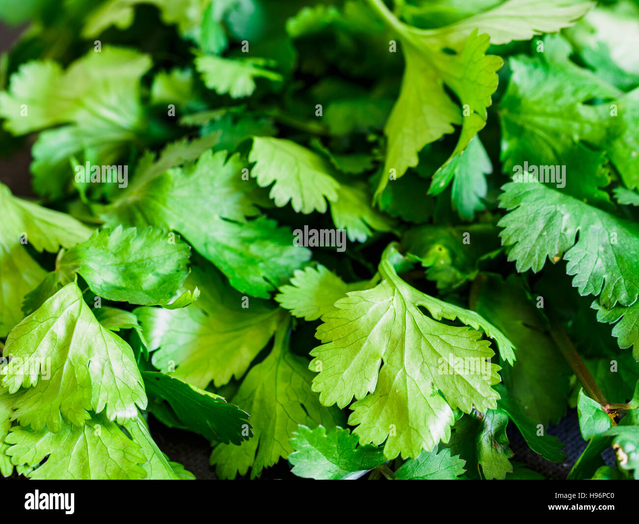 Korianderblätter Stockfoto