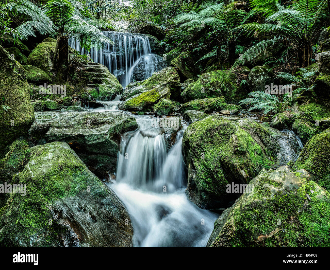 Australien, New South Wales, Katoomba, Leura Kaskade im Wald Stockfoto
