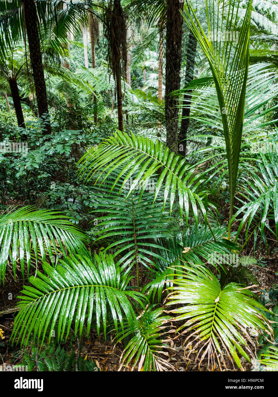 Australien, New South Wales, Port Macquarie, üppigen Pflanzen im Wald Stockfoto