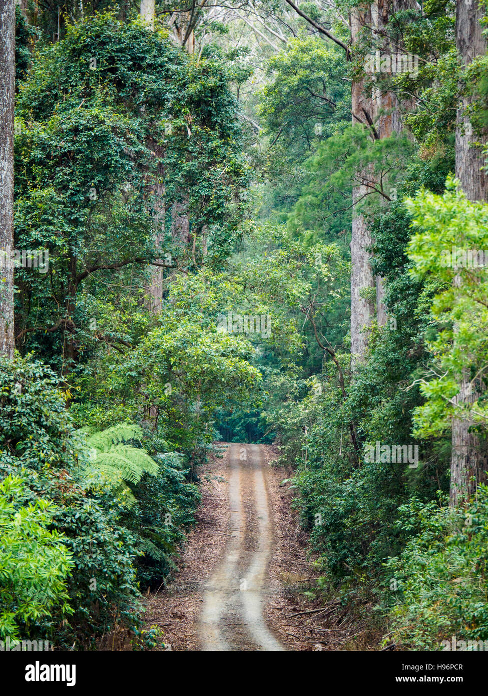 Australien, New South Wales, Port Macquarie, unbefestigte Straße in üppigen Wald Stockfoto