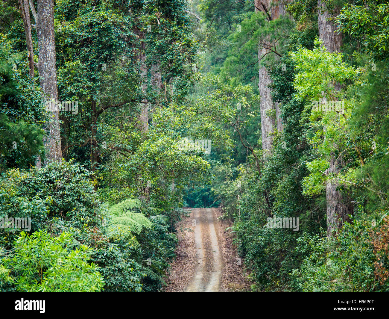 Australien, New South Wales, Port Macquarie, unbefestigte Straße in üppigen Wald Stockfoto