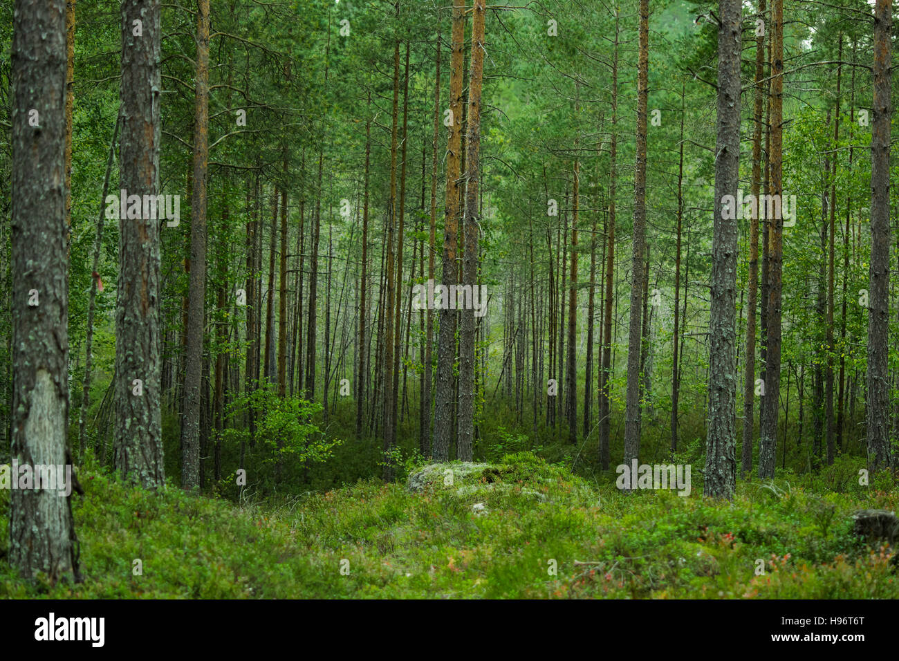finnischen Wald Stockfoto