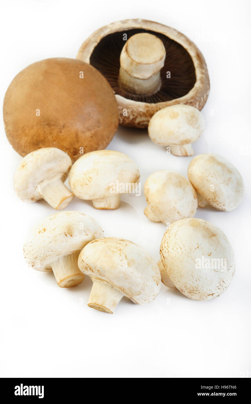 frische Champignon Pilzen und Portobello-Pilze Stockfoto