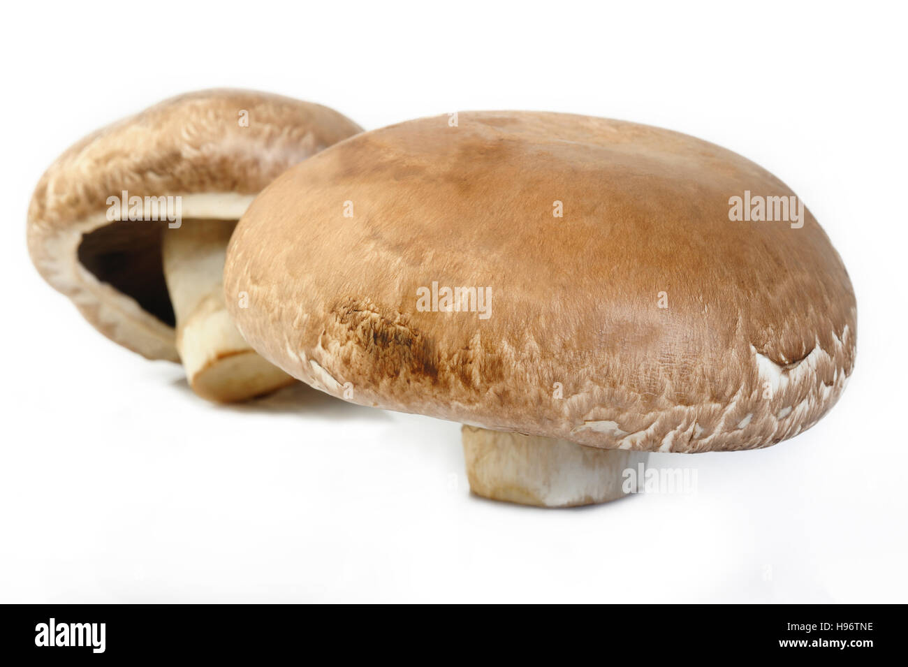 Portobello-Pilze auf weißem Hintergrund Stockfoto