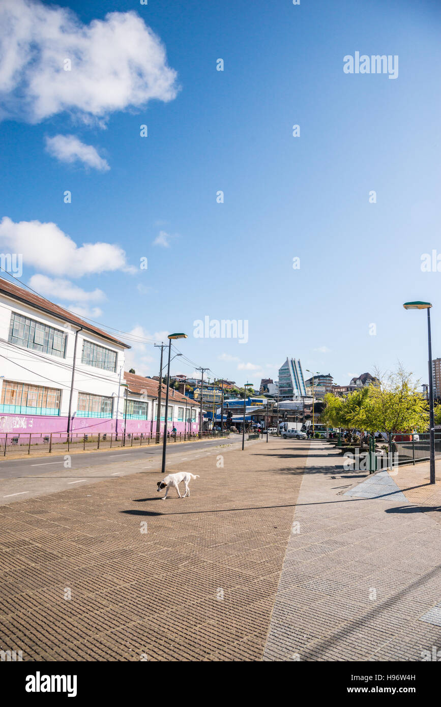 Straßen von Puerto Montt Chile streunenden Hund Stockfoto