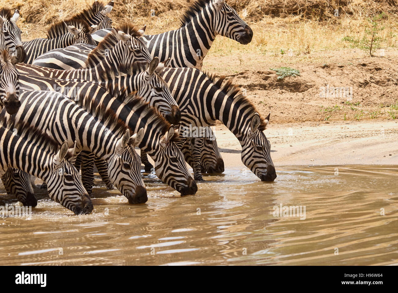 Zebras, synchronisiert trinken an einem Fluss Stockfoto