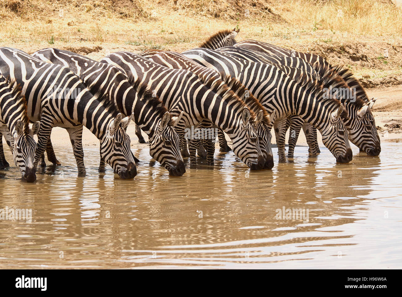 Zebras, synchronisiert trinken an einem Fluss Stockfoto