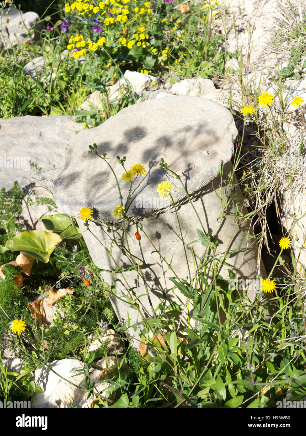 Spalte in der antiken Stadt Volubilis im Bereich Zerhoun-Massivs von Marokko gefallen Stockfoto