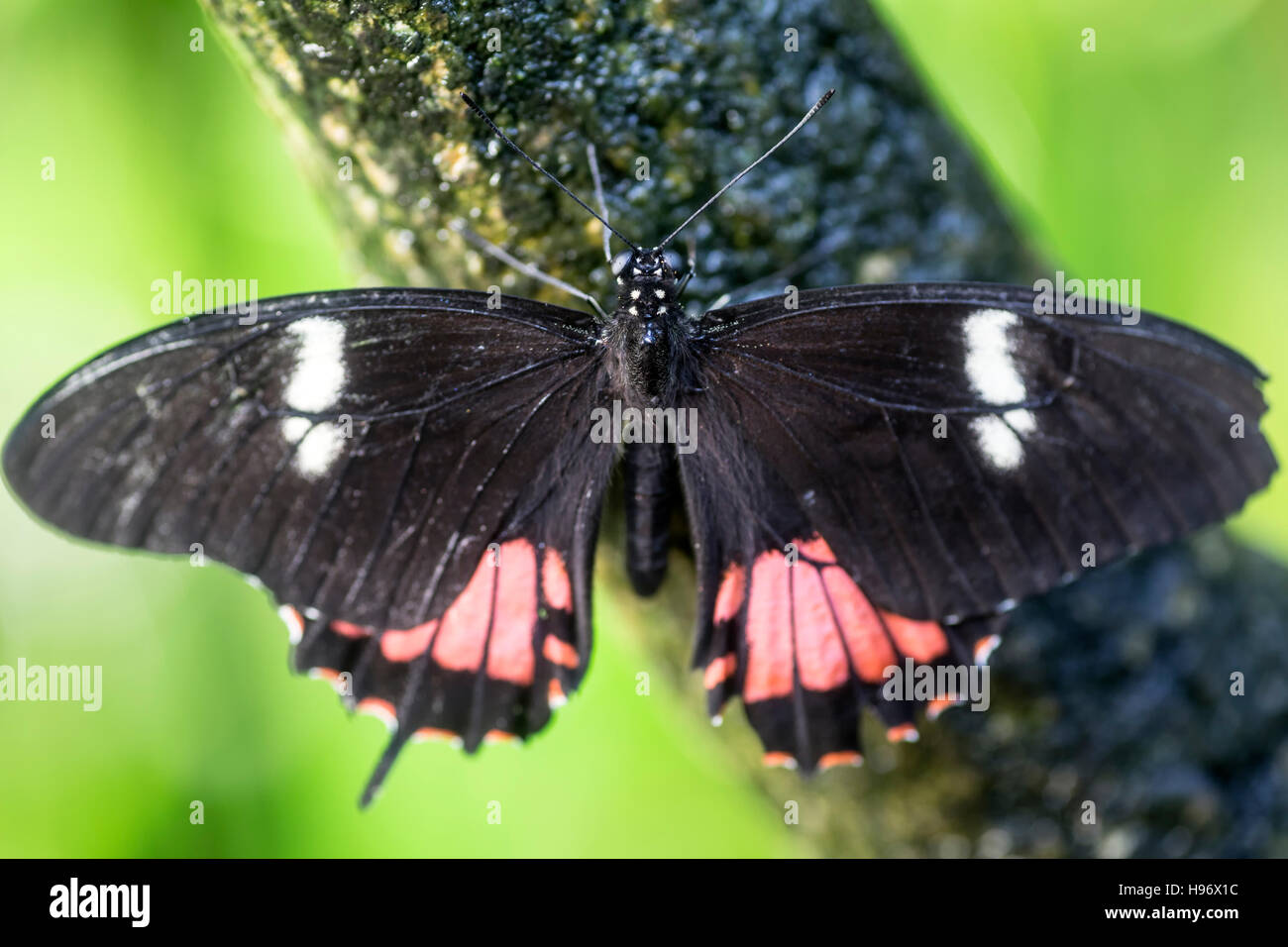 Keil-spotted Cattleheart (Parides Panares) Butterfly, Butterfly Pavilion, Westminster (Denver Area), Colorado USA Stockfoto