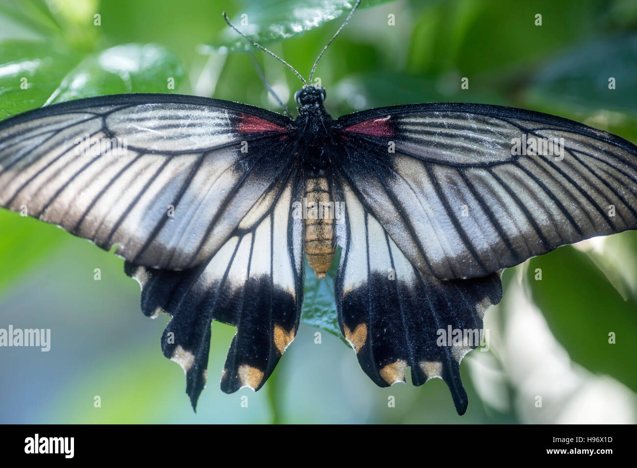 Große gelbe Mormone (Papilio Lowi) – weibliche Schmetterlinge, Butterfly Pavilion, Westminster (Denver Area), Colorado USA Stockfoto
