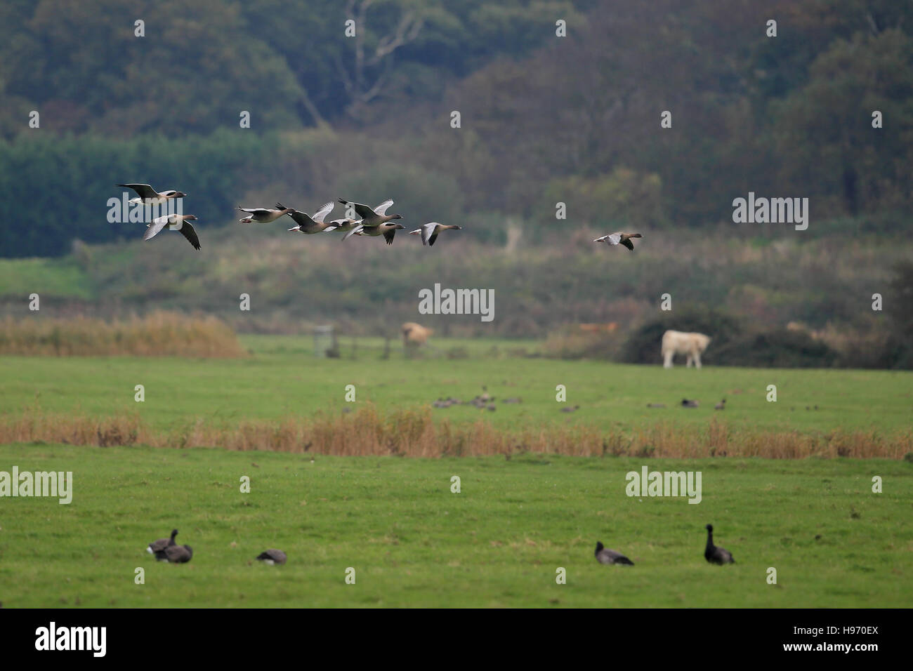 Pink-footed Goose (Anser Brachyrhynchus) Stockfoto