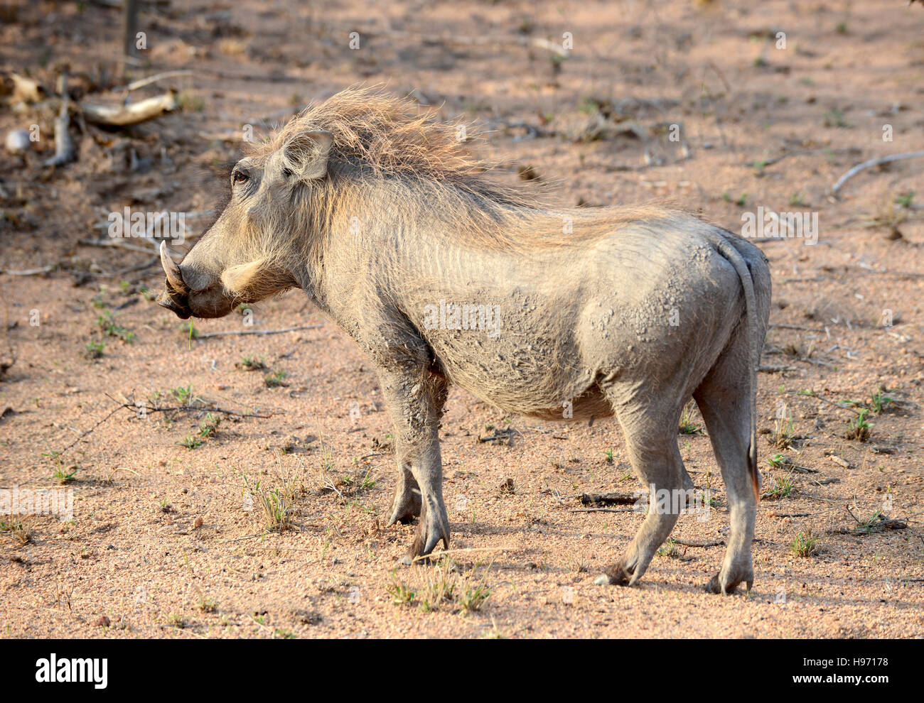 Großen Warzenschwein auf der Suche nach Nahrung in den Krügerpark in Südafrika in das warme Licht der untergehenden Sonne Afrikas. Stockfoto