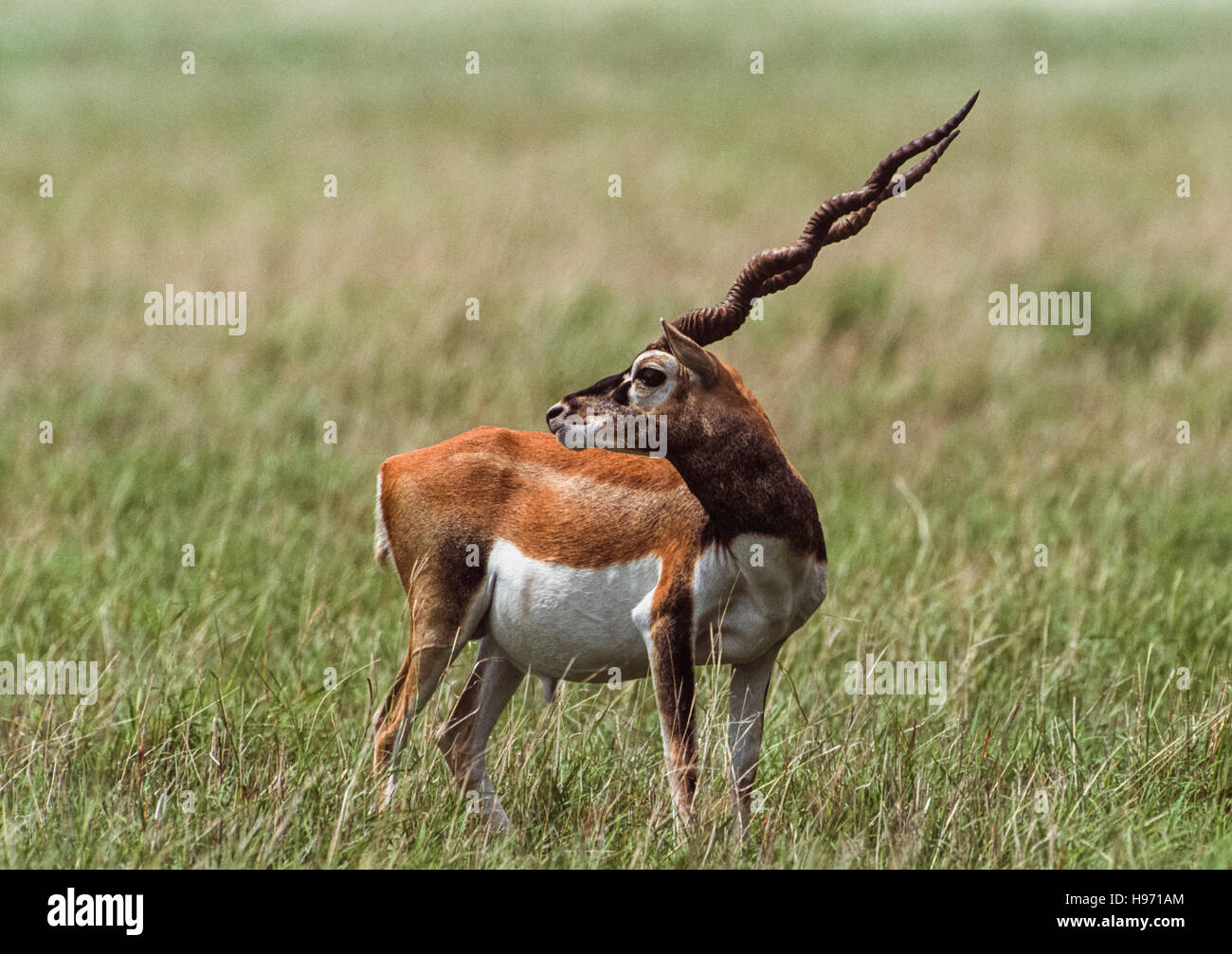 Indische Blackbuck, (magische Cervicapra), Männchen auf Grünland Prärie, Blackbuck Nationalpark, Velavadar, Gujarat, Indien Stockfoto