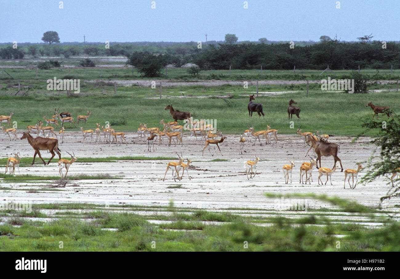 Indische Blackbuck, (magische Cervicapra), gemischte Herde mit Nilgai, (Boselaphus Tragocamelus), Blackbuck Nationalpark, Gujarat, Indien Stockfoto