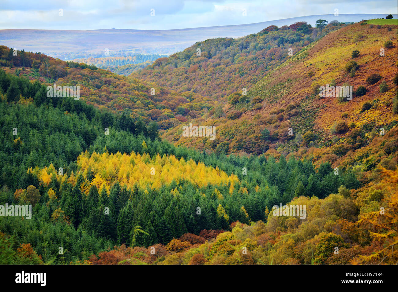Woodland-Szene in der Nähe Fingle Bridge, Devon, UK von Prestonbury Burg fort Stockfoto
