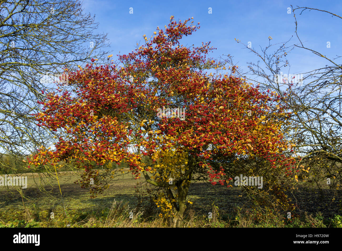 Crataegus Crus Galli Fotos Und Bildmaterial In Hoher Auflosung Alamy