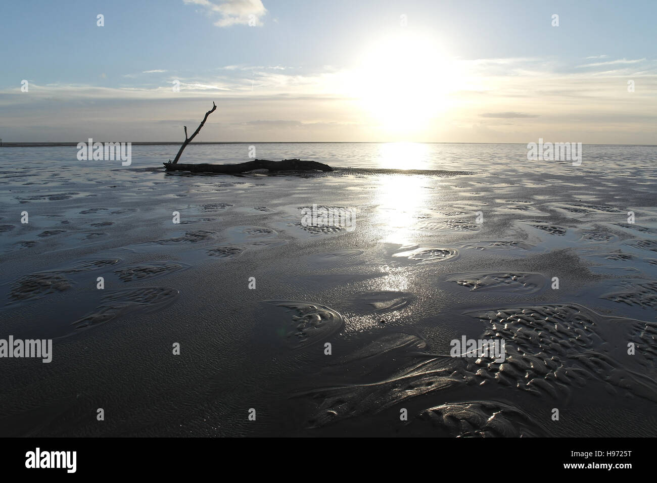 Blauer Himmel, graue Wolken, weiße Blick auf den Sonnenuntergang Baumstamm mit hohen schiefen Zweig an einem Ende auf nassen Strandsand, Fairhaven, Lytham, UK Stockfoto