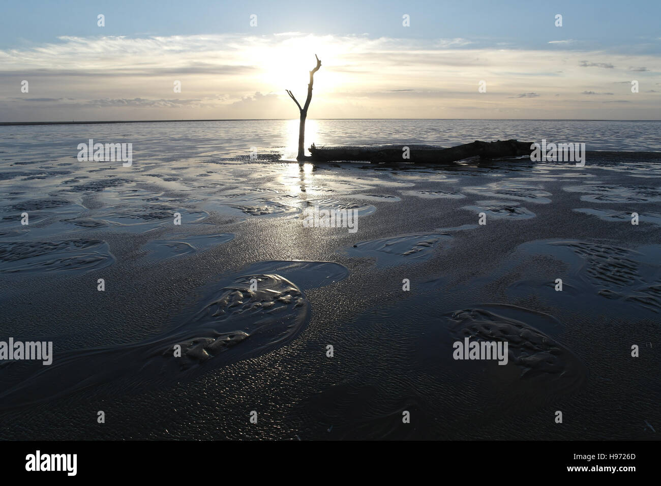 Weiße Sonne versinkt hinter hohen Zweig steigt vom Ende des Baumstamm liegend nasse flachen Strand Sand weite, Fairhaven, Lytham St Annes Stockfoto