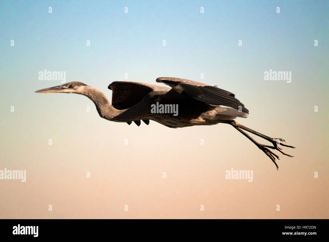 Ein Graureiher fliegen durch Sonnenuntergang, (Ardea Cinerea) Stockfoto