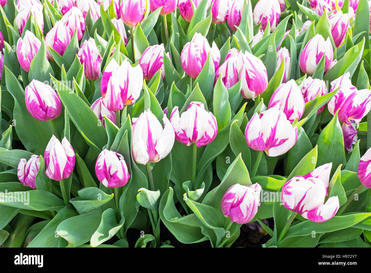 Blühende Tulpen in Amsterdam Niederlande Stockfoto