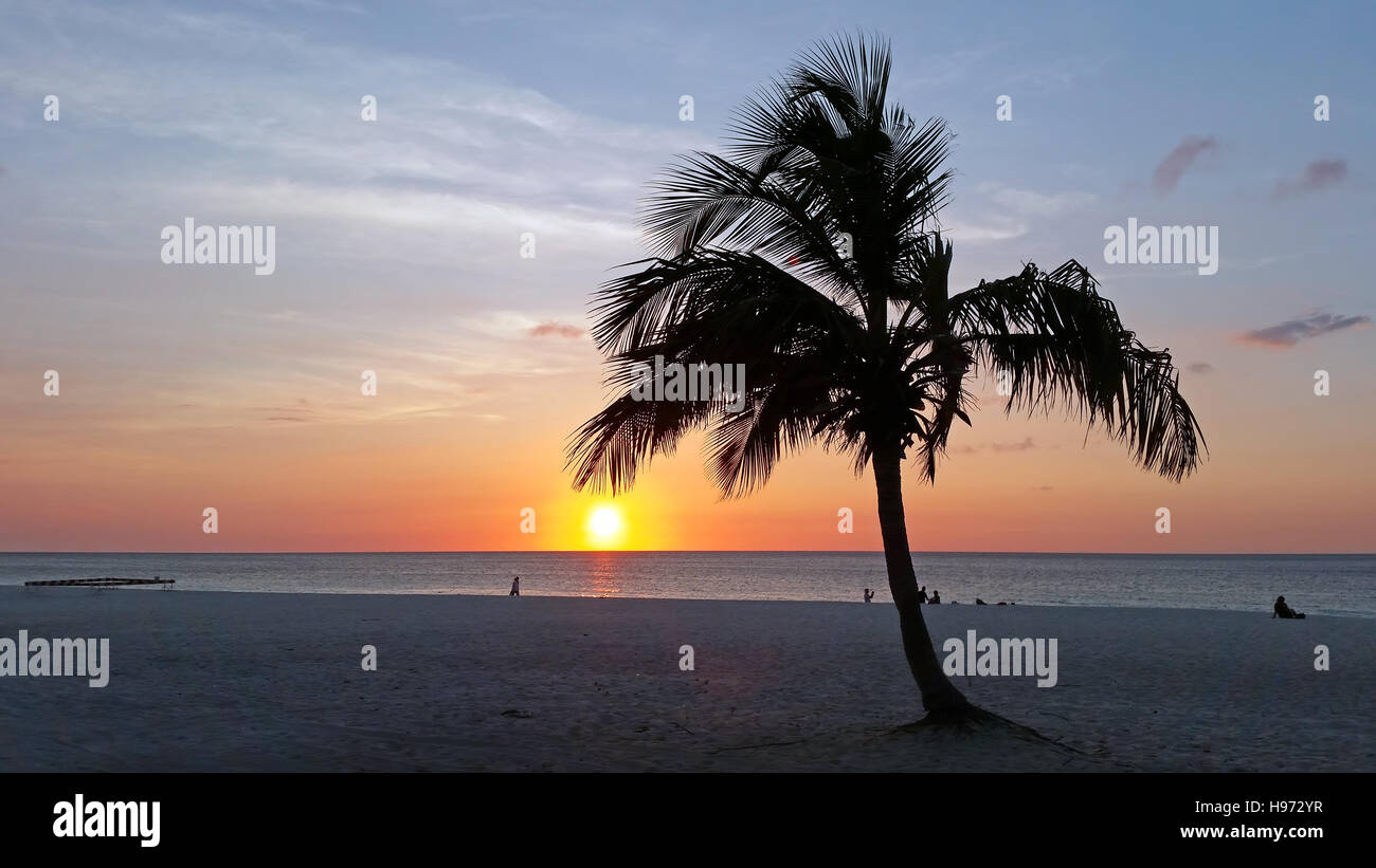 Palme am Strand auf der Insel Aruba in der Karibik bei Sonnenuntergang Stockfoto