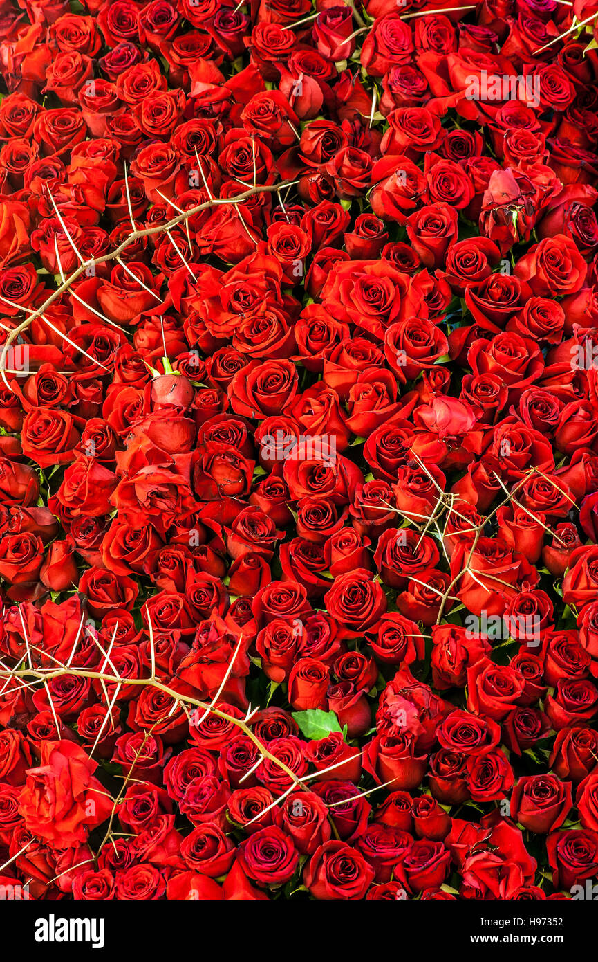 Satz von rote Rosen mit Blättern von Weißdorn Stockfoto