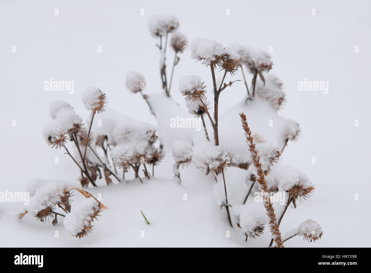 Winterlandschaft. Winter-Szene. Frozenned Blume Stockfoto