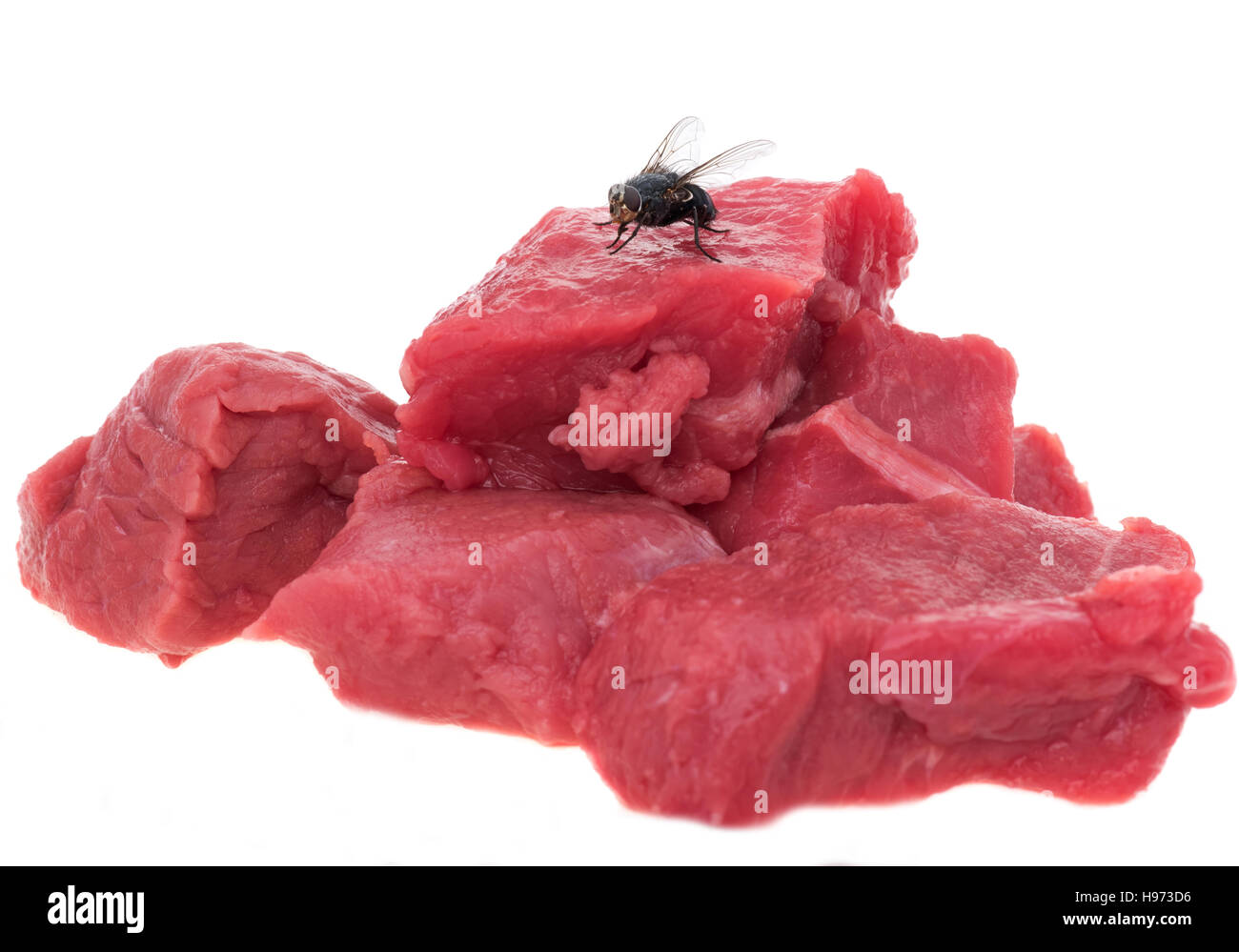 Unhygienisch - Stubenfliege auf rohes, rotes Fleisch Stockfoto