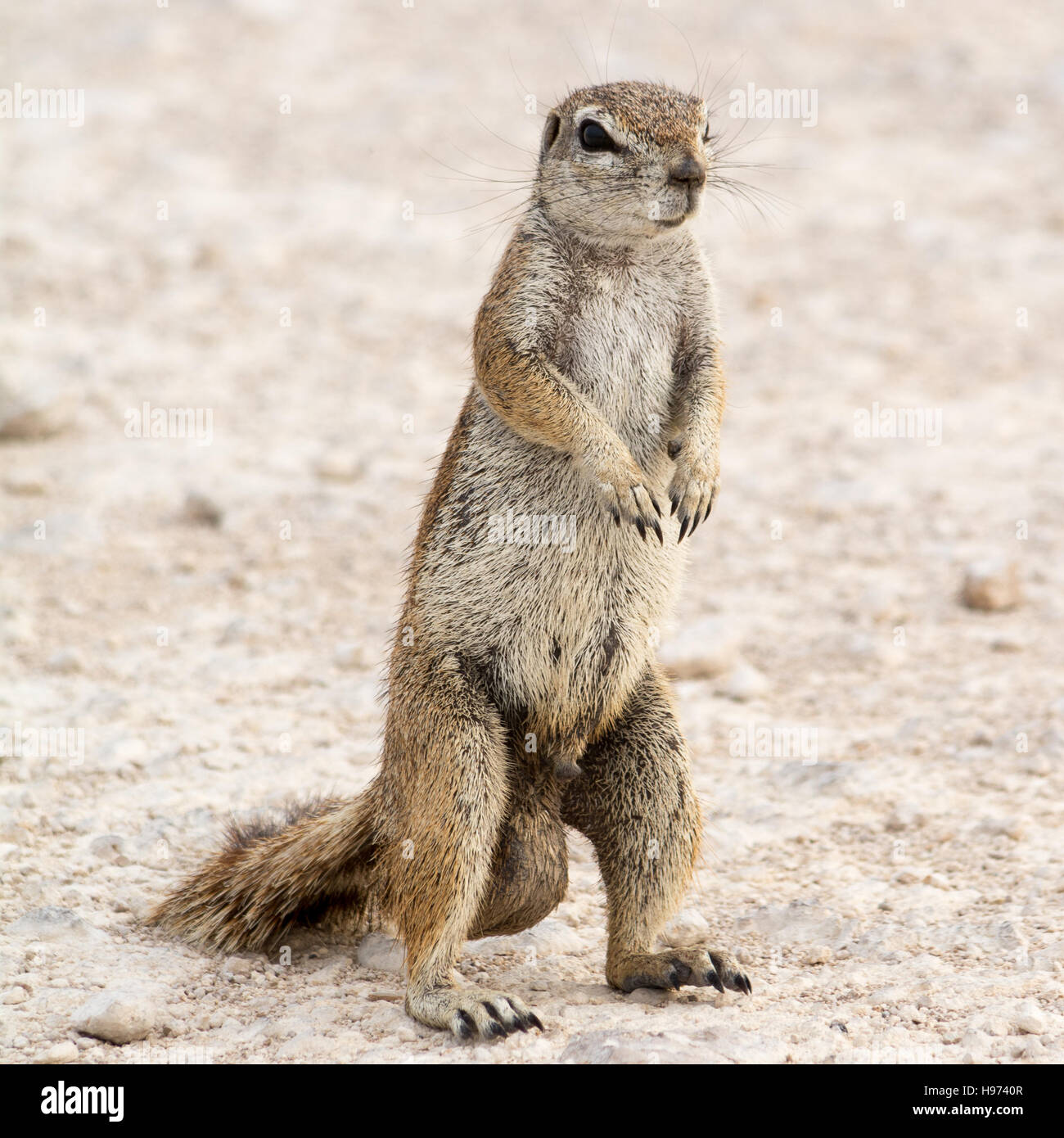 Portrait einer männlichen Ziesel auf dem Boden stehen und blickte nervös, in Namibia, Afrika gesehen. Stockfoto
