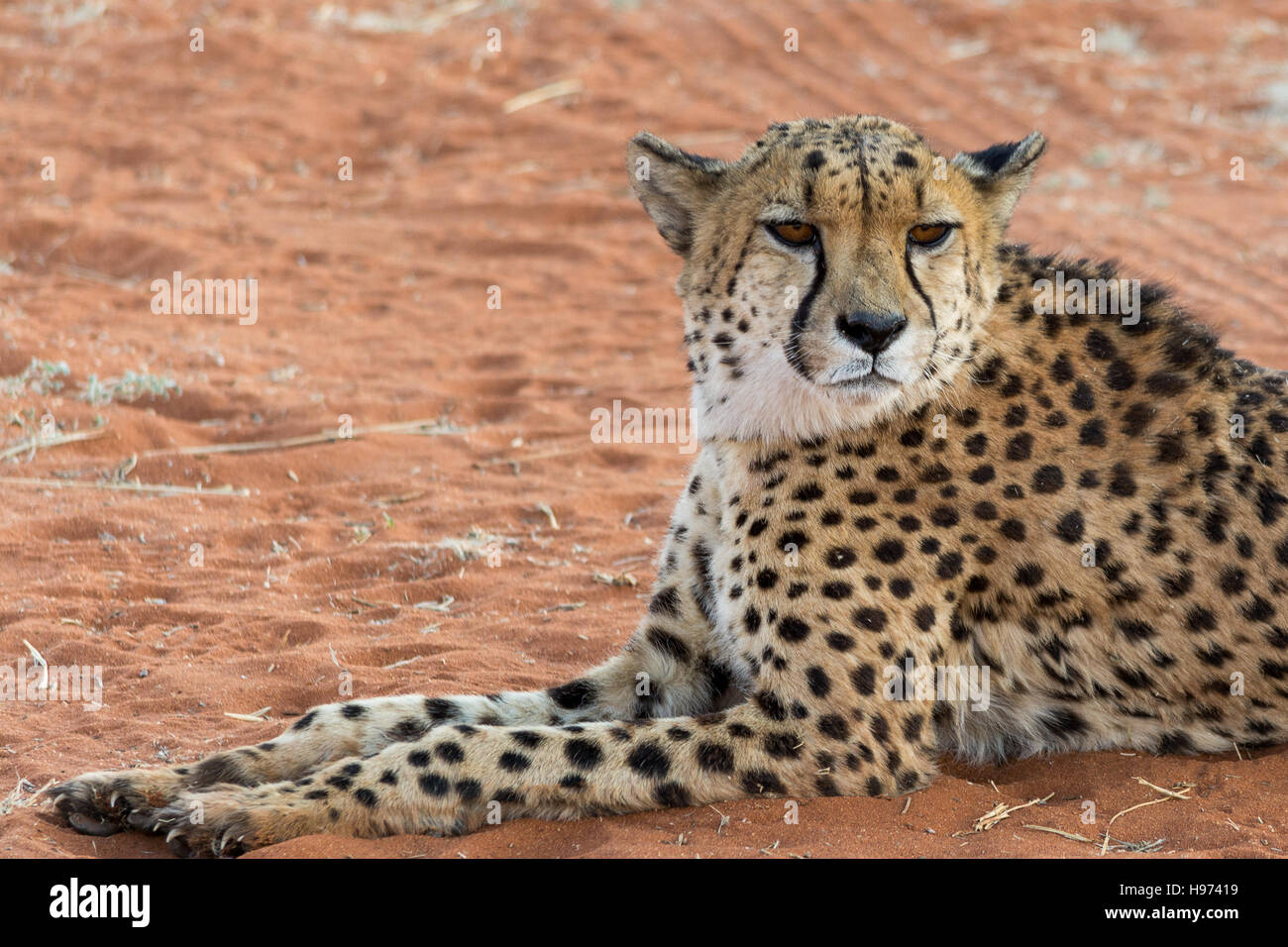 Porträt eines Geparden, liegend im roten Sand, in Namibia, Afrika gesehen. Stockfoto