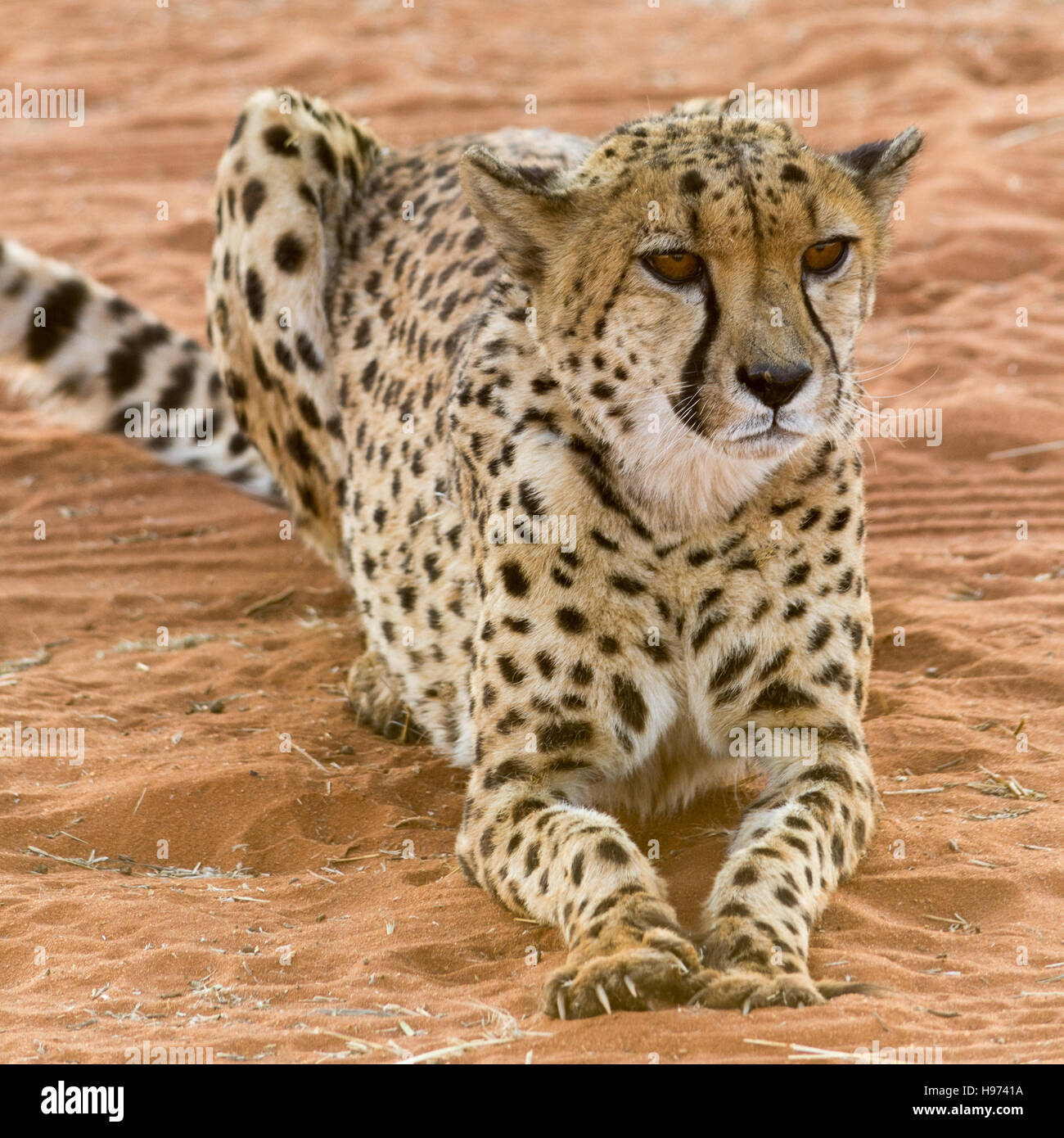 Porträt eines Geparden, liegend im roten Sand, in Namibia, Afrika gesehen. Stockfoto