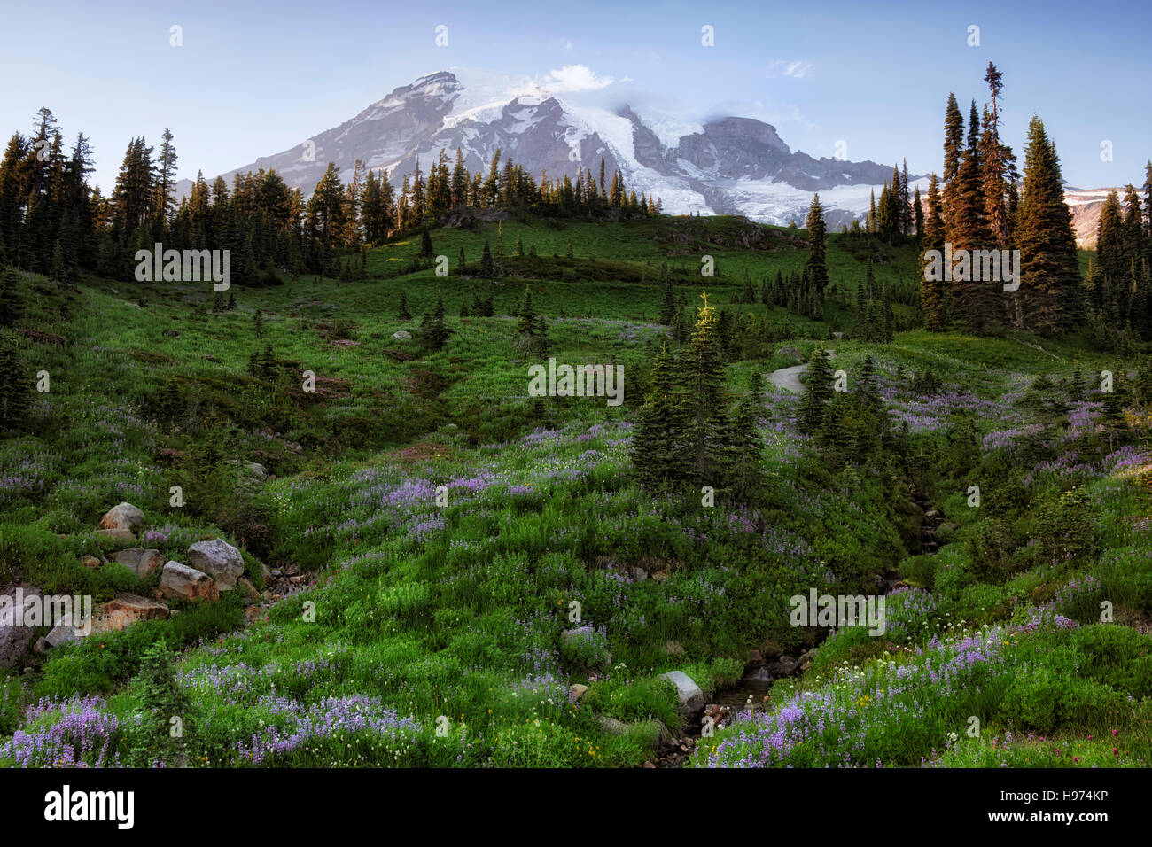Letztes Licht auf höchstem Berg Washingtons, Mt Rainier mit Sommer Wildblumen entlang Dead Horse Creek im Mount Rainier National Park. Stockfoto