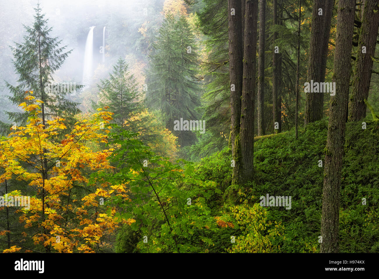 Morgennebel driftet durch und schwere Herbstregen schaffen eine doppelte Kaskade von Norden fällt an Oregons Silver Falls State Park. Stockfoto