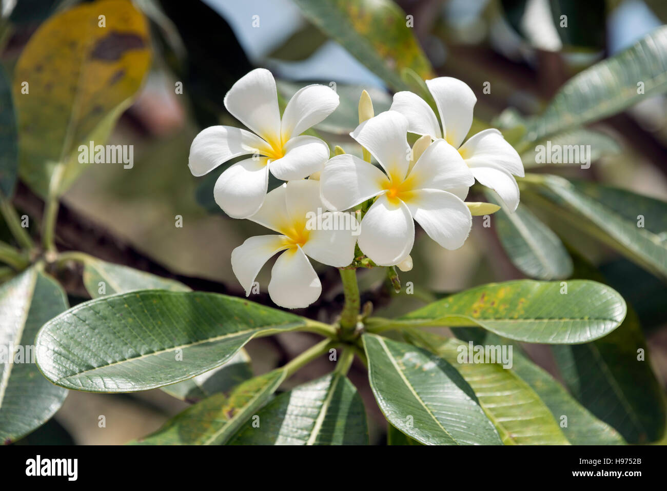 Frangipani Blüten, Insel der Kaiserin Platz, Civic District, Singapur, Singapur Stockfoto